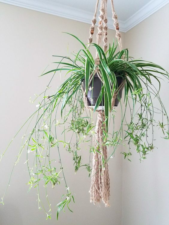 23910c72c8eed81fda5b872f7fed1c3f